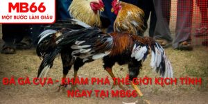 Đá gà cựa