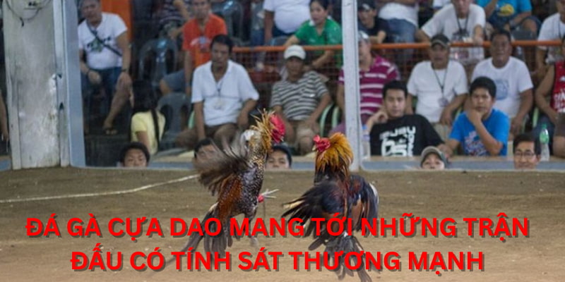 Đá gà cựa dao mang tới những trận đấu có tính sát thương mạnh