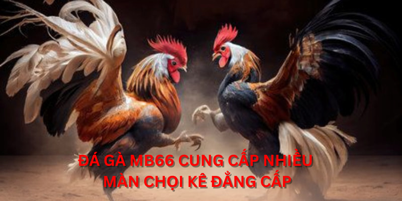 Đá Gà MB66 cung cấp nhiều màn chọi kê đẳng cấp