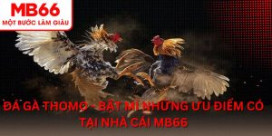 Đá gà Thomo