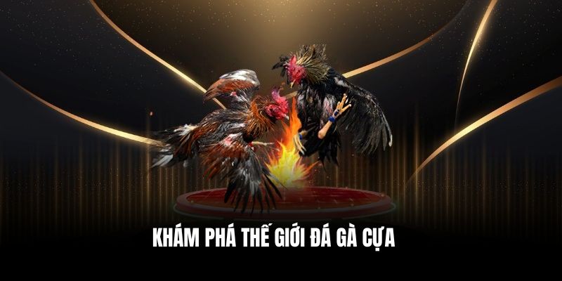 Khám phá thế giới đá gà cựa