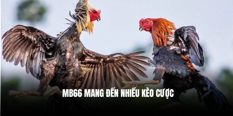 MB66 mang đến nhiều kèo cược