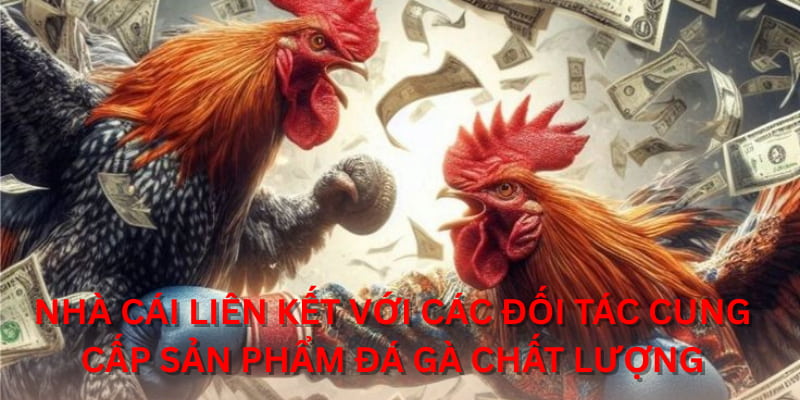 Nhà cái liên kết với các đối tác cung cấp sản phẩm đá gà chất lượng