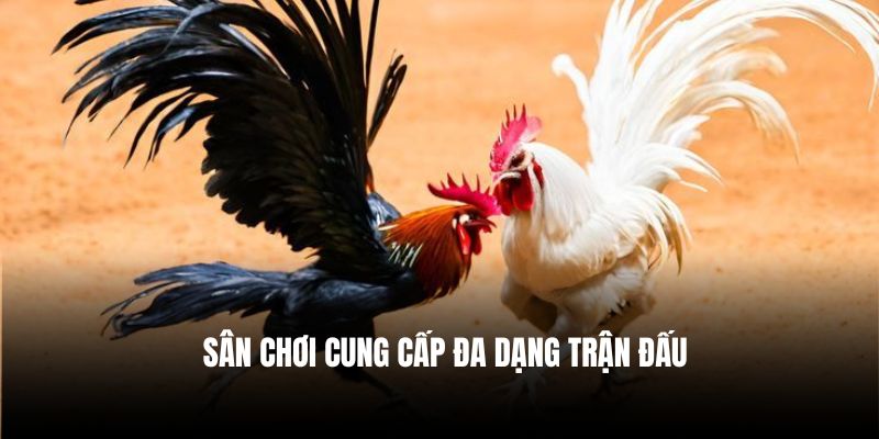 Sân chơi cung cấp đa dạng trận đấu
