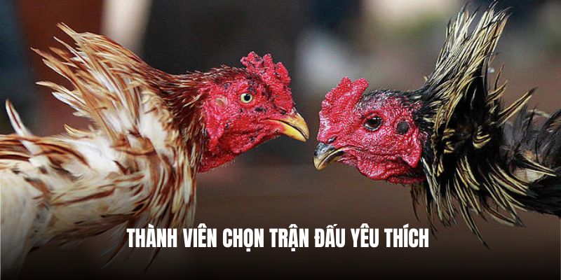 Thành viên chọn trận đấu yêu thích