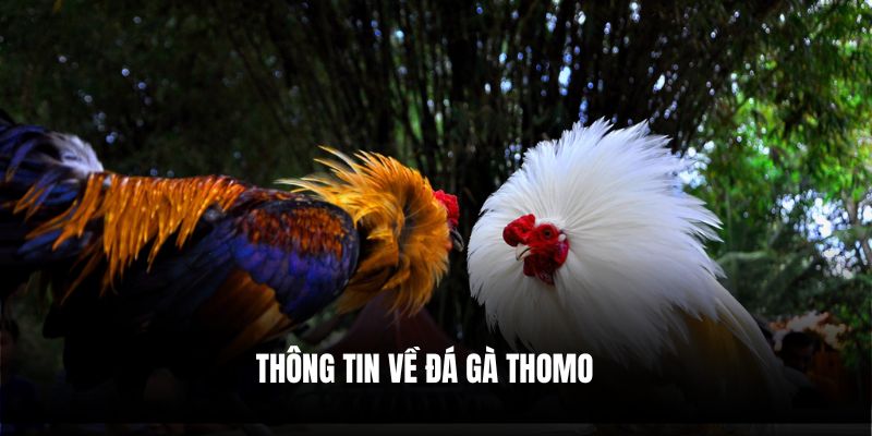 Thông tin về đá gà Thomo