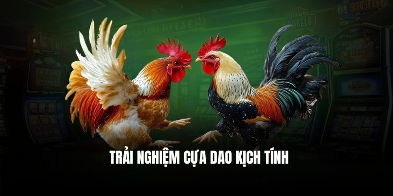 Trải nghiệm cựa dao kịch tính