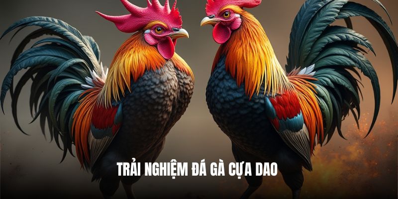 Trải nghiệm đá gà cựa dao